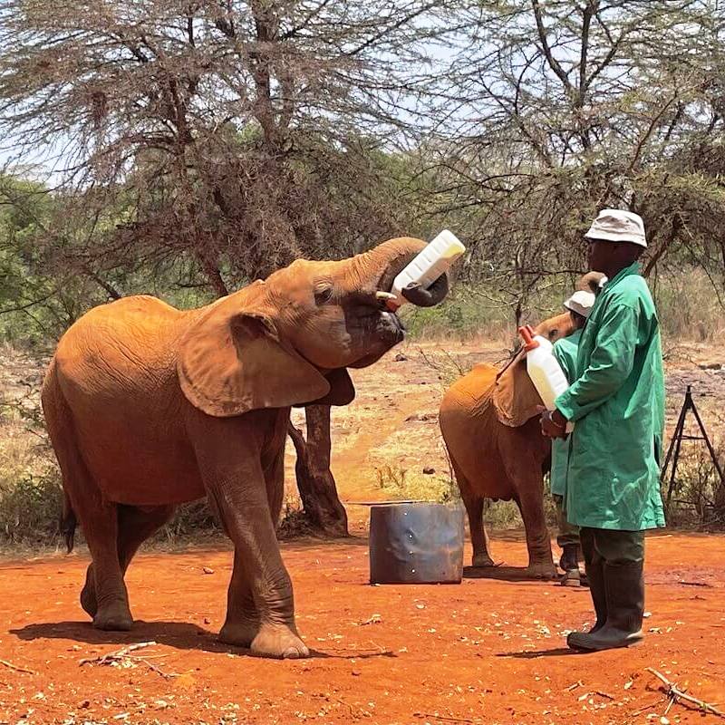 The Sheldrick Wildlife Trust