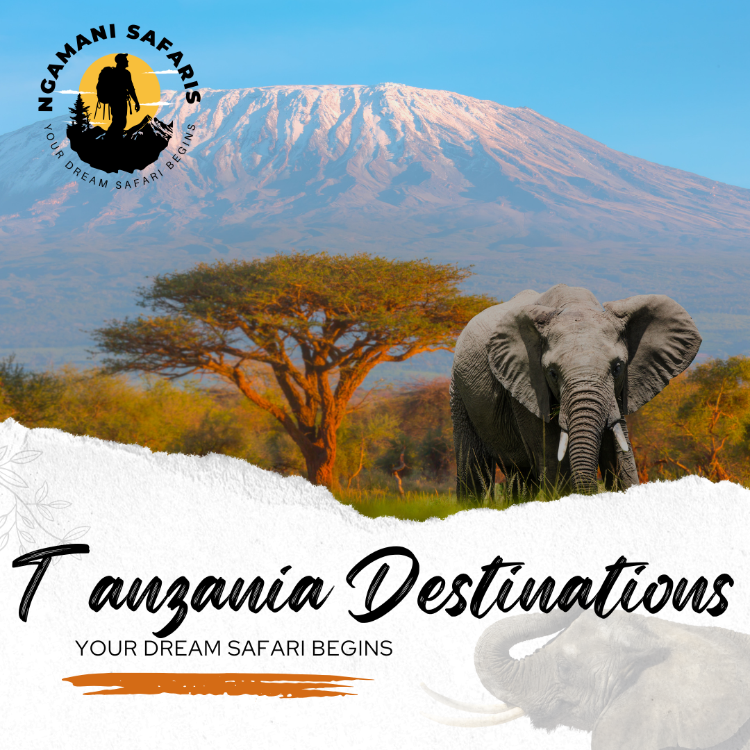 Tanzania Safaris