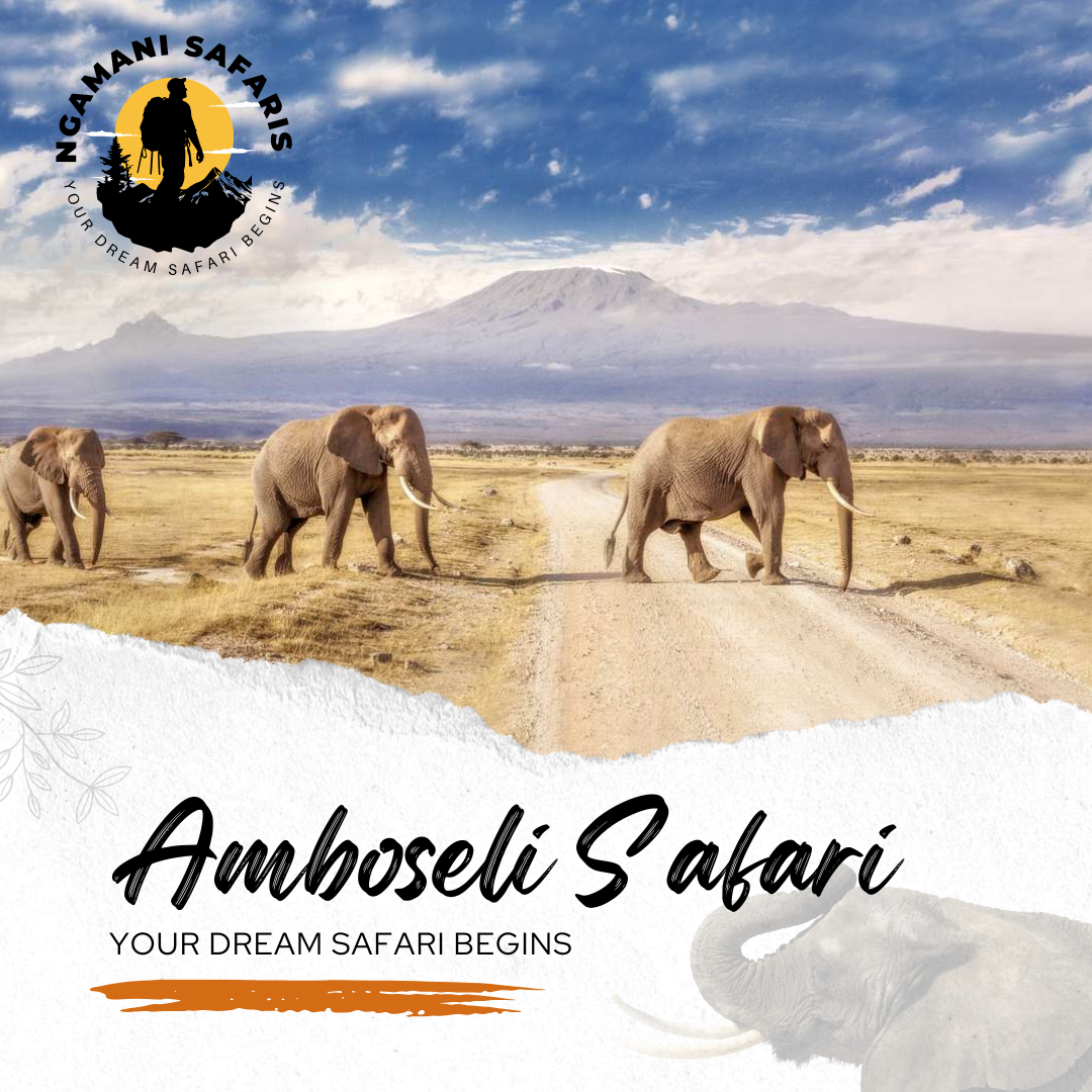 Amboseli Safaris