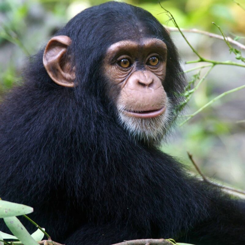 3 Days Chimpanzee Safari