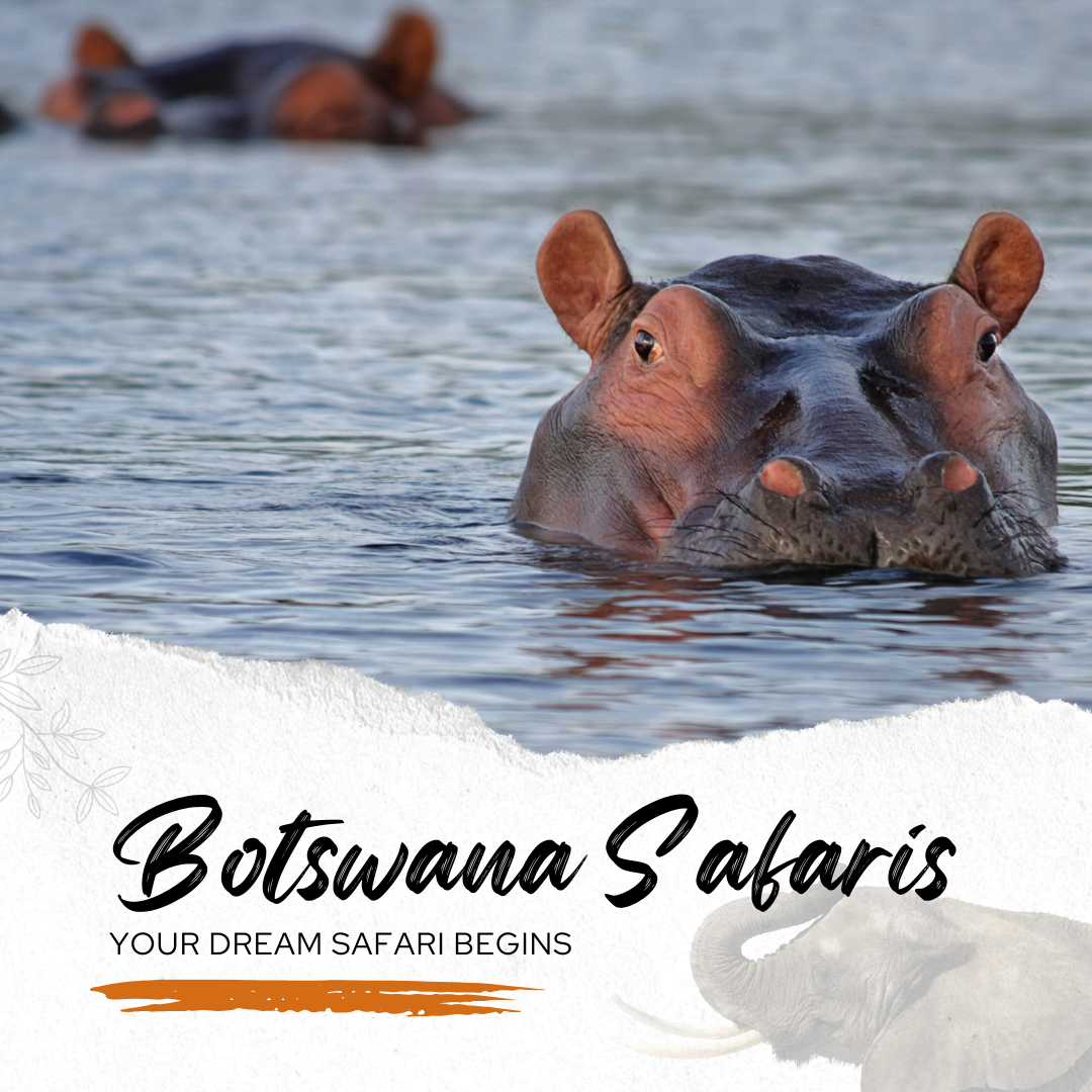 Botswana Safaris