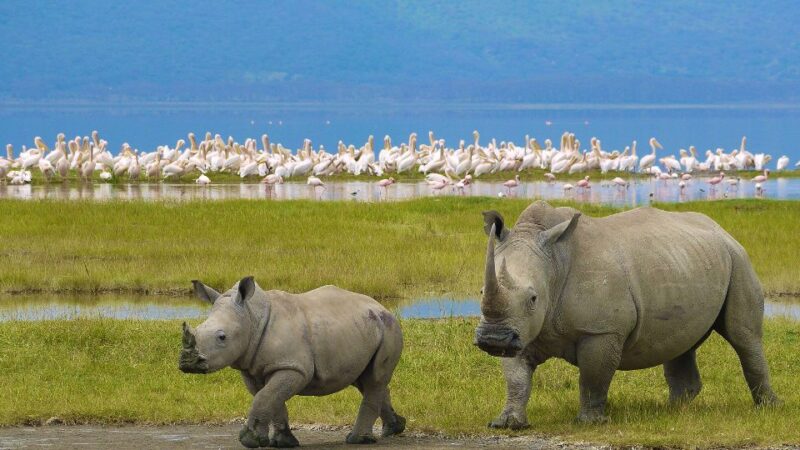 Lake Nakuru Day Trip - Image 2