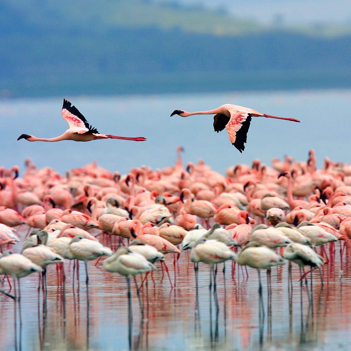 Lake-Nakuru-National-Park