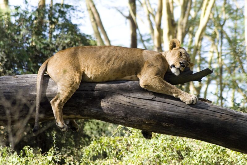 Lake Nakuru Day Trip - Image 3