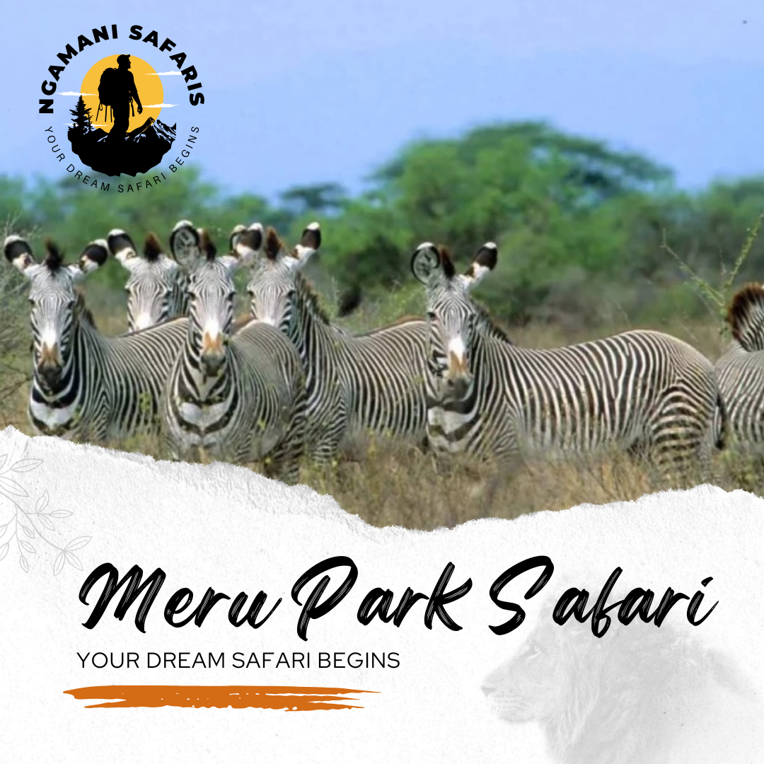 Meru Park Safari