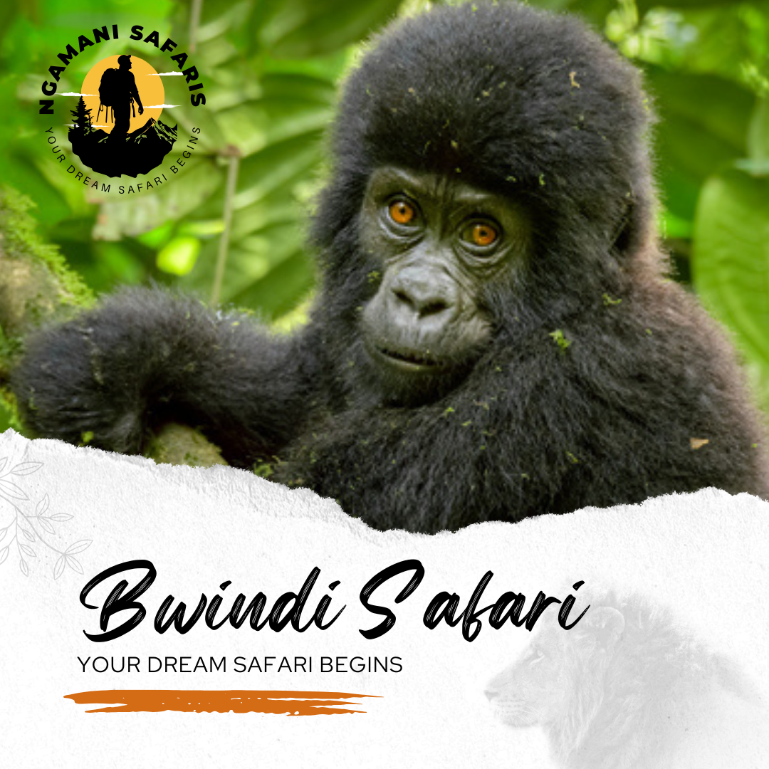 Bwindi National Park