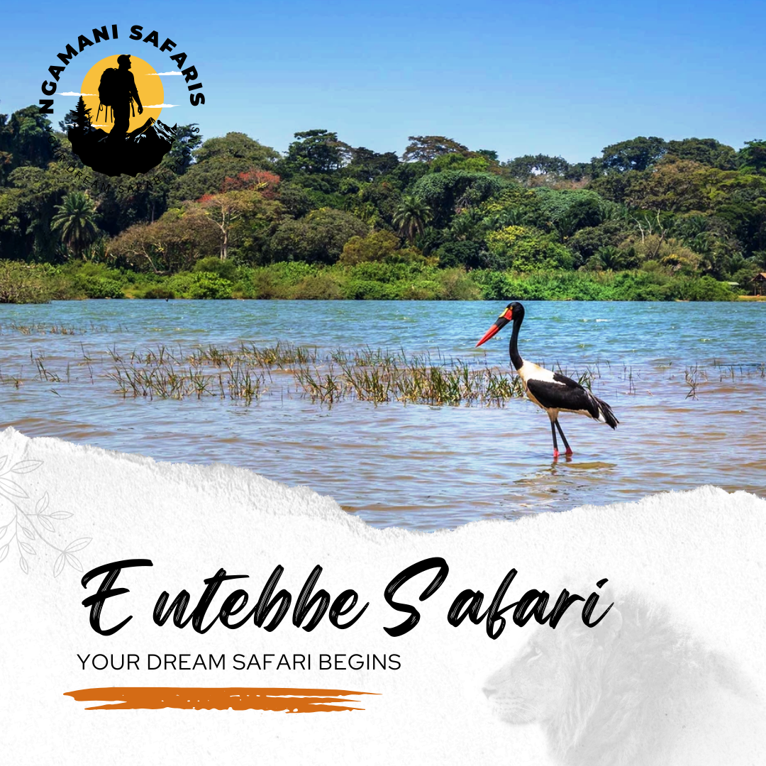 Entebbe Safari