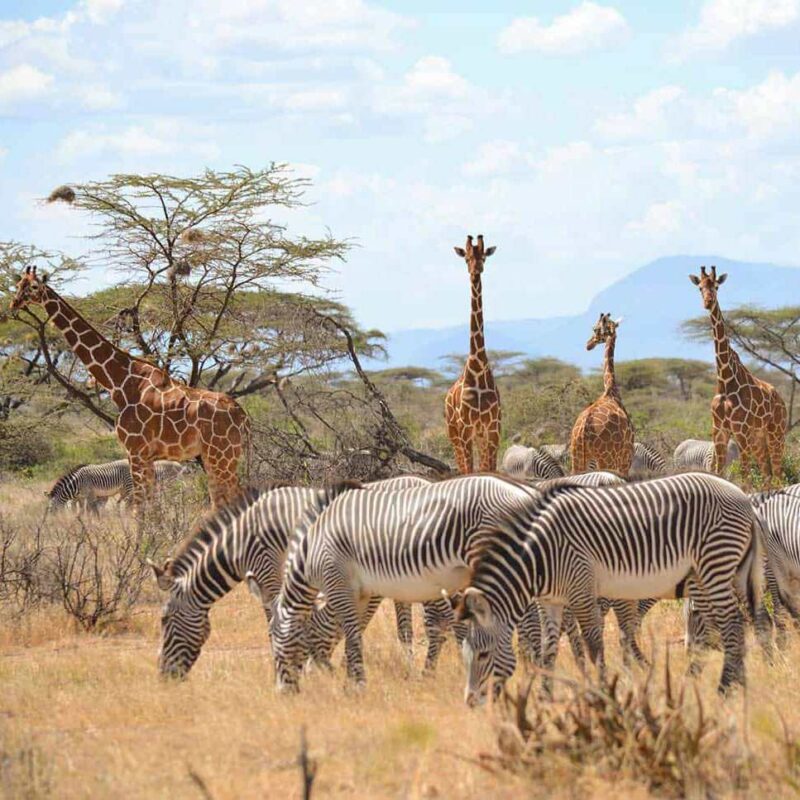 3 Day Classic Samburu Safari