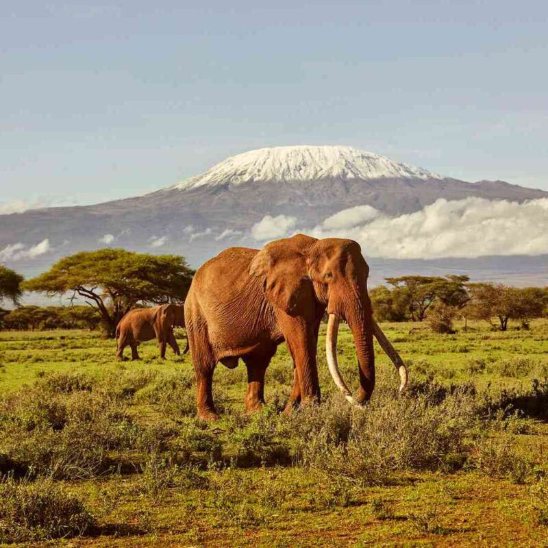 2 Day Safari To Amboseli Park - Image 2