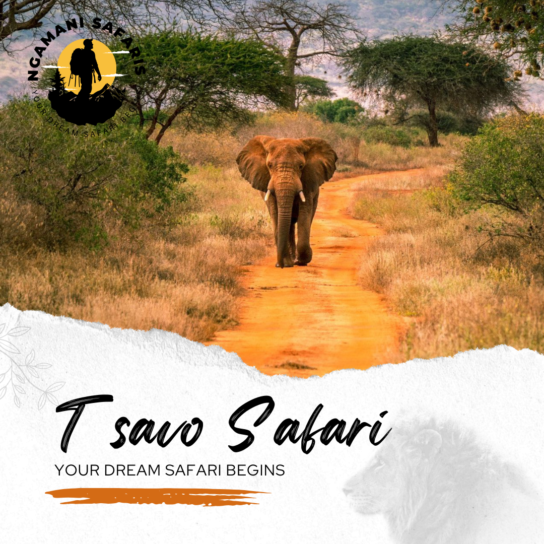 Tsavo Safari