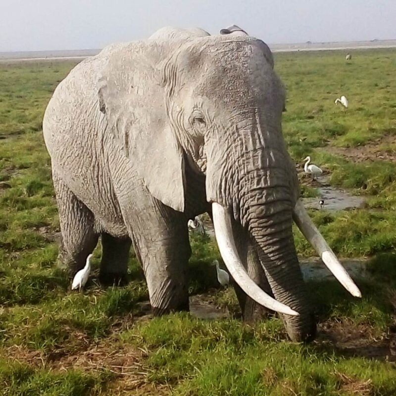 3 Day Classic Amboseli safari