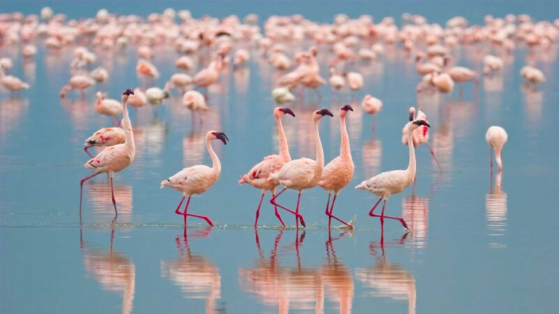 Lake Bogoria & Lake Nakuru - Image 2