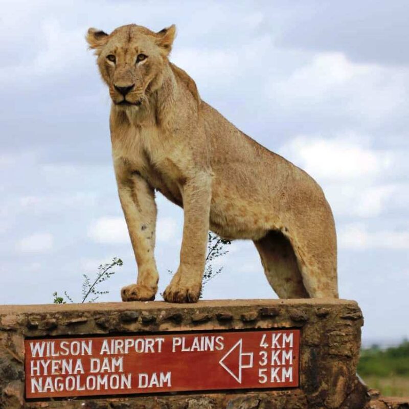 Nairobi National Park Safari