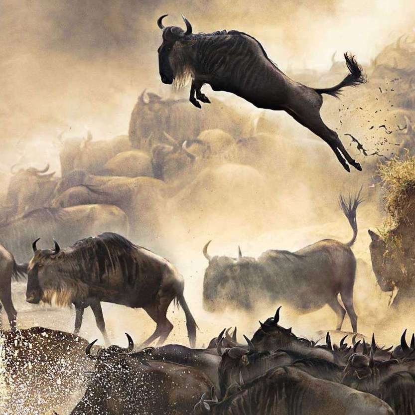 Wildebeest Migration